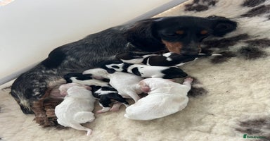 Miniature Dachshund dogs - Advert 12