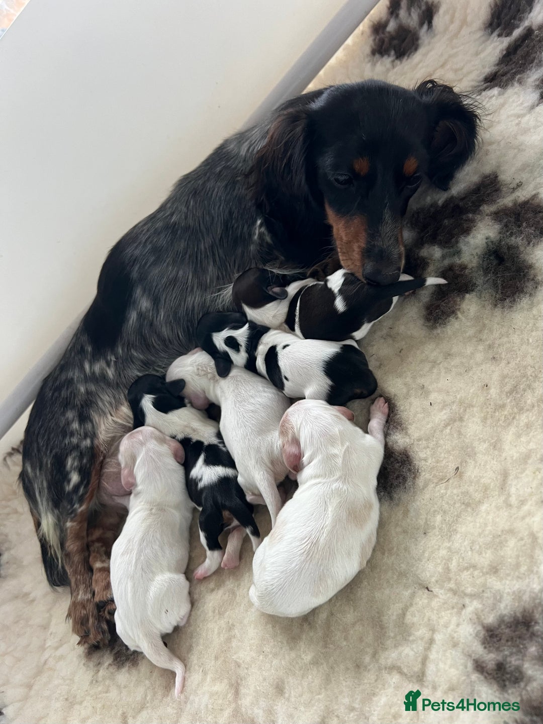 Miniature Dachshund dogs for sale: KC registered longhair Piebald puppies  - Image 2