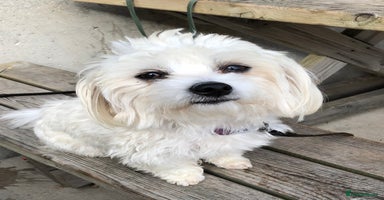 Maltese dogs - Advert 14