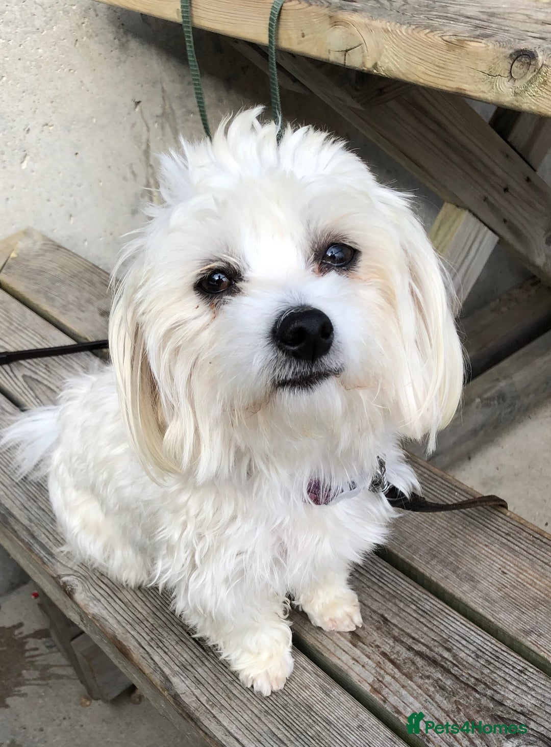 Maltese dogs for sale: Maltese Girl. - Image 3