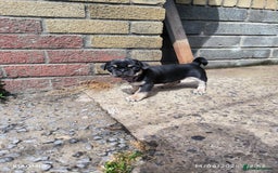 Pug dogs for sale: 2 KC Pug puppies available from a litter of 3. - Image 12