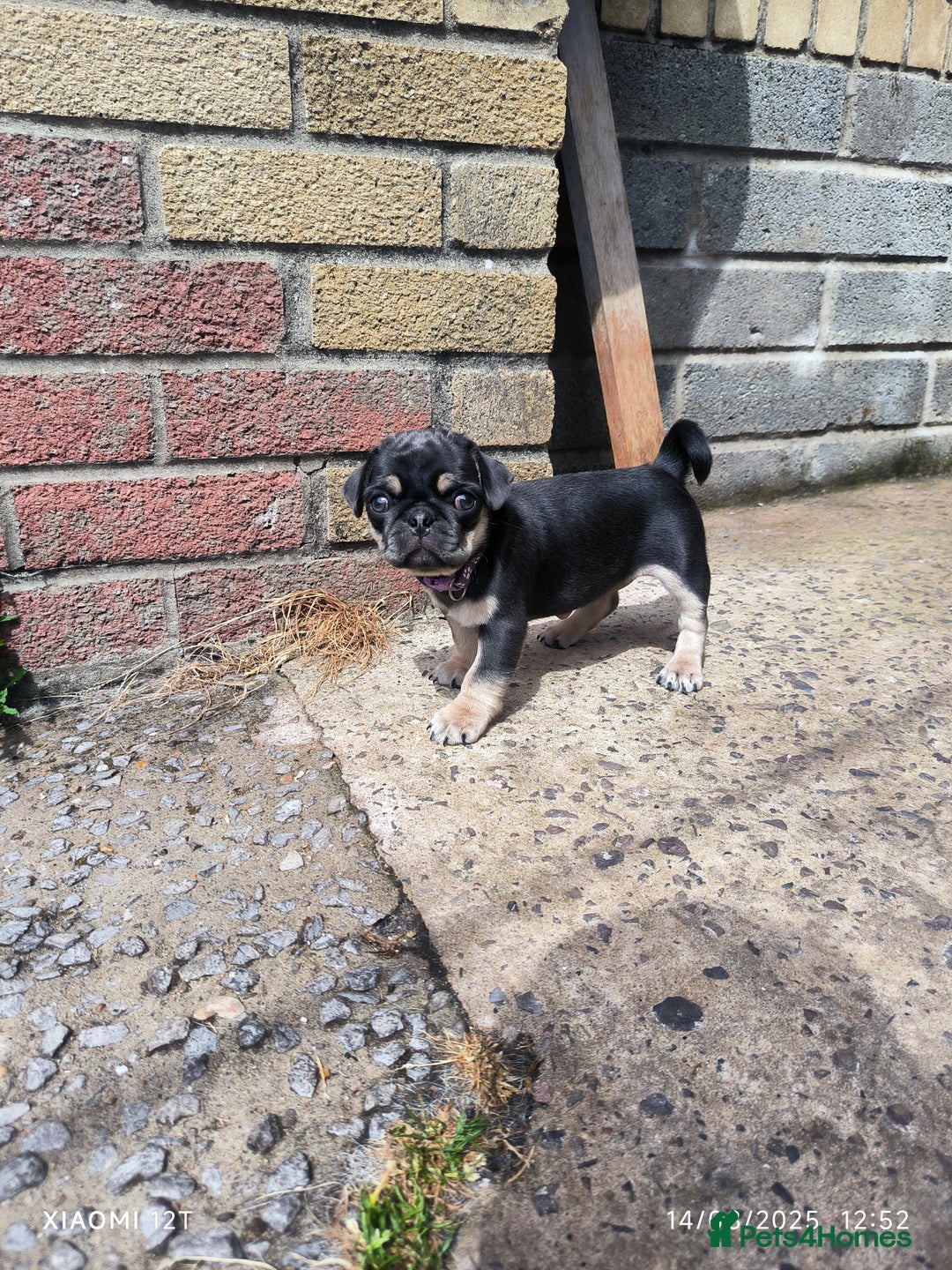 Pug dogs for sale: 2 KC Pug puppies available from a litter of 3. - Image 12