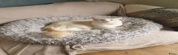 Ragdoll cats for sale: Flame point Ragdoll boy - Advert 2