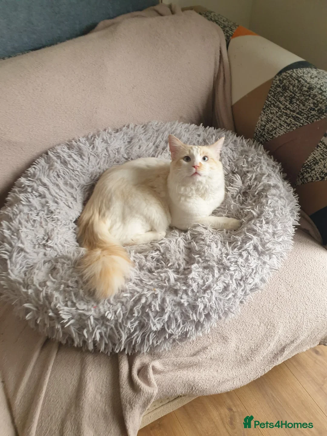 Ragdoll cats for sale: Flame point Ragdoll boy - Advert 2