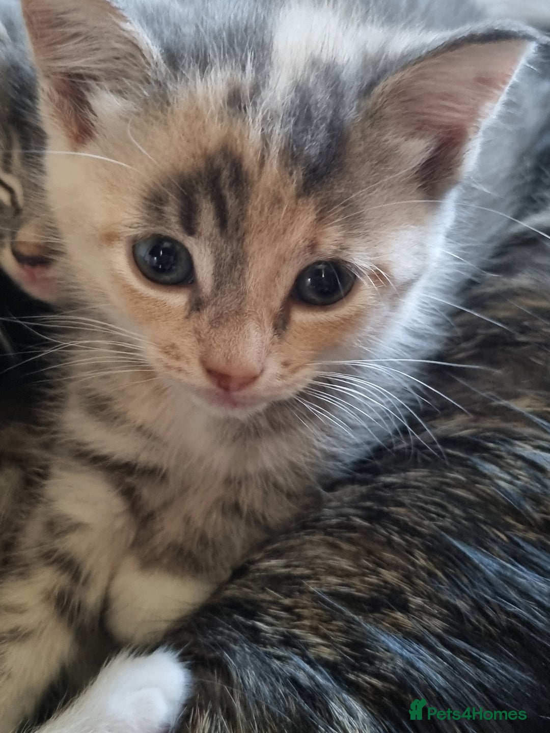 Maine Coon cats for sale: Main coon/ British short hair mix - Image 15
