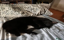 Domestic Shorthair cats for sale: Tod for adoption  - Image 8