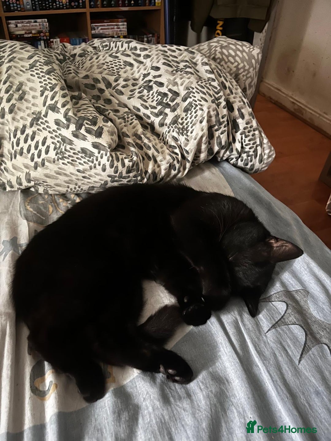 Domestic Shorthair cats for sale: Tod for adoption  - Image 8