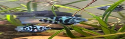 Cichlids fish for sale: DISCOUNT - POLAR BLUE CICHLIDS FRY - Advert 3