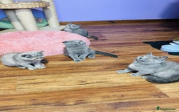 Scottish Fold cats for sale: Beautiful litter of Scottish fold  😍 - Image 25