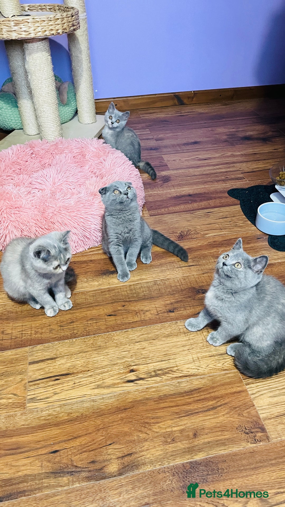 Scottish Fold cats for sale: Beautiful litter of Scottish fold  😍 - Image 25