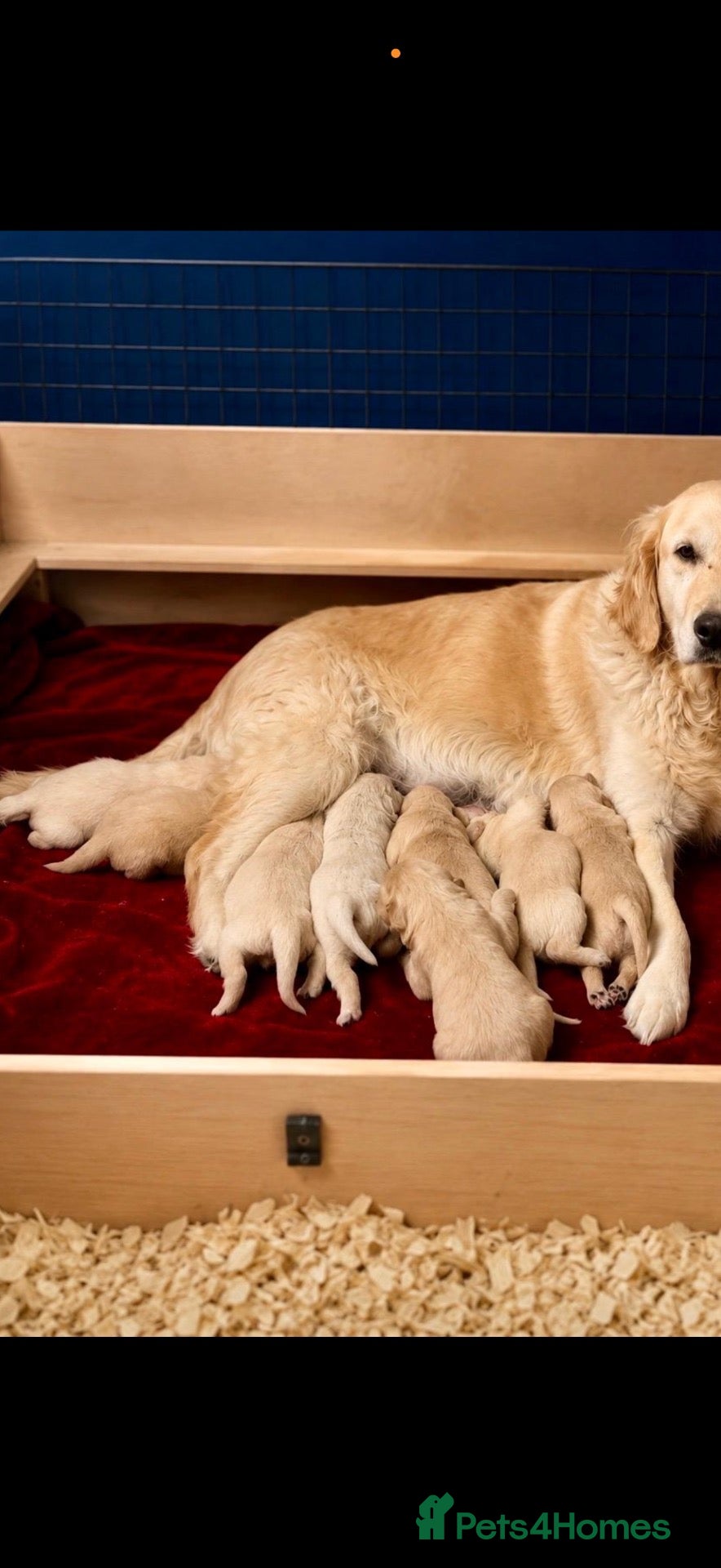 Golden Retriever dogs Stunning golden Retrever puppy’s  - Advert 1