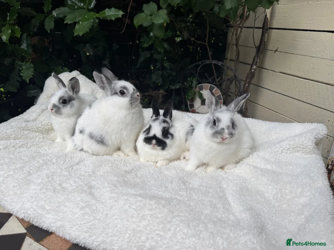 Netherland Dwarf rabbits for sale: Pedigree Netherland dwarf - Advert 2