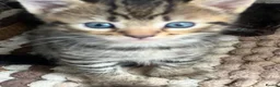 Mixed Breed cats for sale: Beautiful kittens  in Woking - Advert 2