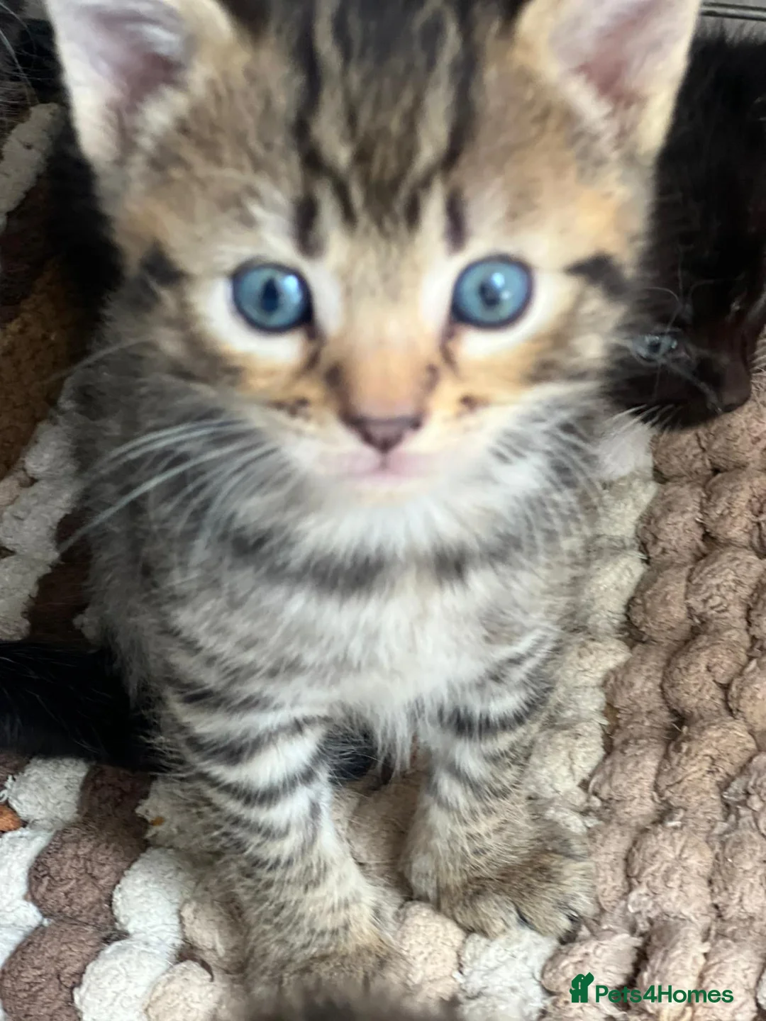 Mixed Breed cats for sale: Beautiful kittens  in Woking - Advert 2