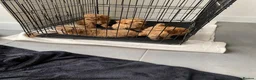 Cavapoo dogs for sale: Beautiful Cavapoo Puppies for Rehoming (ON SALE) - Advert 1