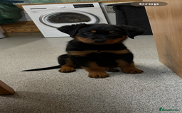 Rottweiler dogs for sale: Kc reg Rottweiler boy Ready now 8 weeks - Image 6