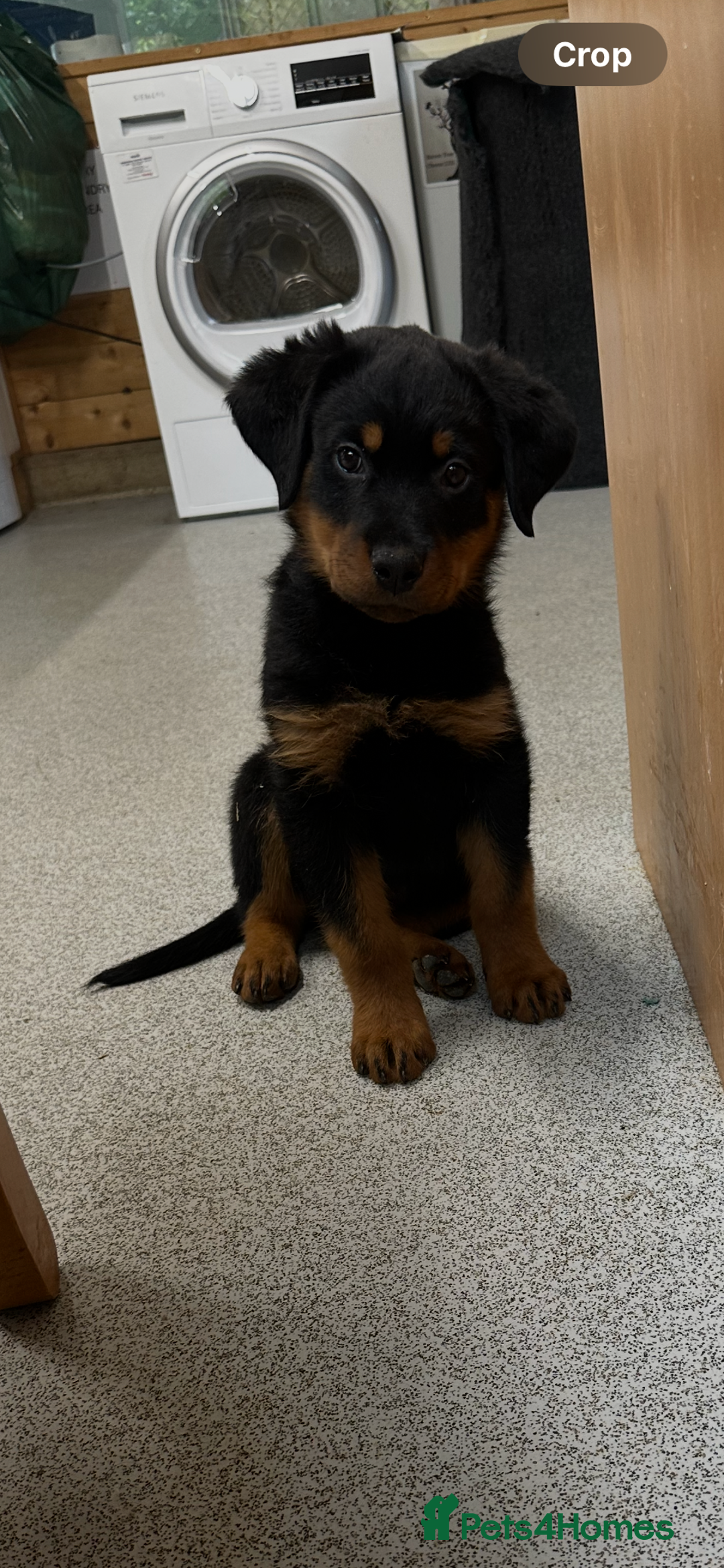 Rottweiler dogs for sale: Kc reg Rottweiler boy Ready now 8 weeks - Image 6