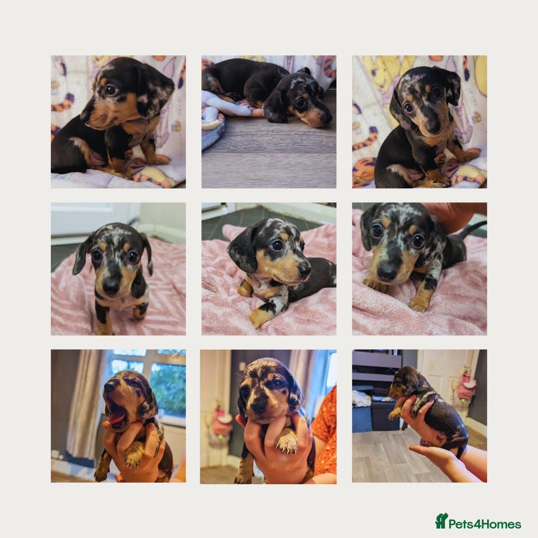 Miniature Dachshund dogs 3 gorgeous dapple male miniature dachshunds - Advert 5