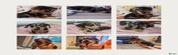 Miniature Dachshund dogs for sale: Last puppy available ready now! - Advert 2