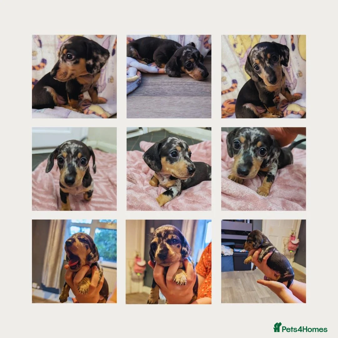 Miniature Dachshund dogs for sale: Last puppy available ready now! - Advert 2