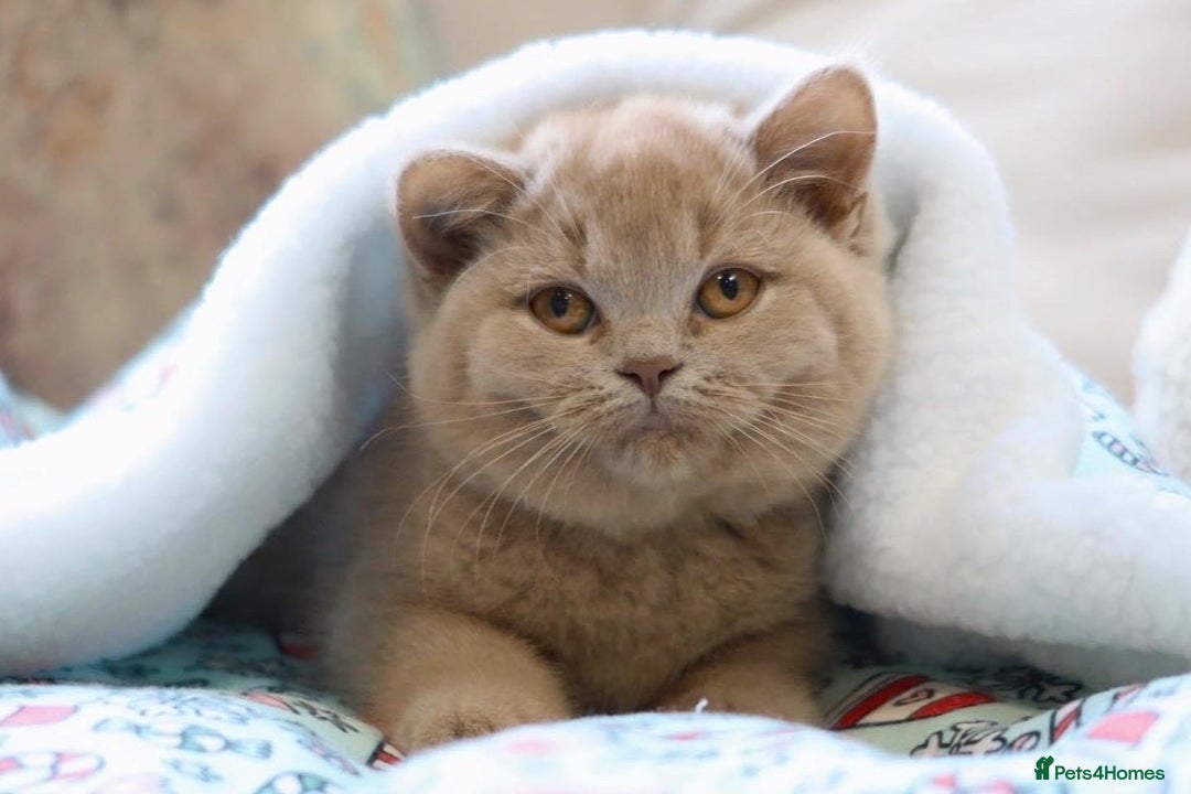 British Shorthair cats for stud: British Shorthair Cinnamon - Stud Duties  - Advert 8