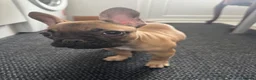 French Bulldog dogs for sale: 3 French bulldog puppies ready to find their home  - Advert 6