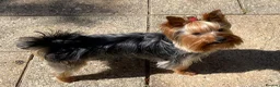 Yorkshire Terrier dogs for sale: 19 month RKC registered Yorkshire Terrier in Yeovil - Advert 3