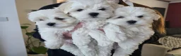 Maltese dogs for sale: Adorable Maltese Puppies for Sale - Advert 5