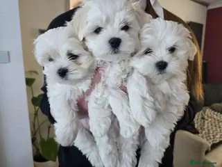 Maltese dogs Adorable Maltese Puppies for Sale - Advert 11