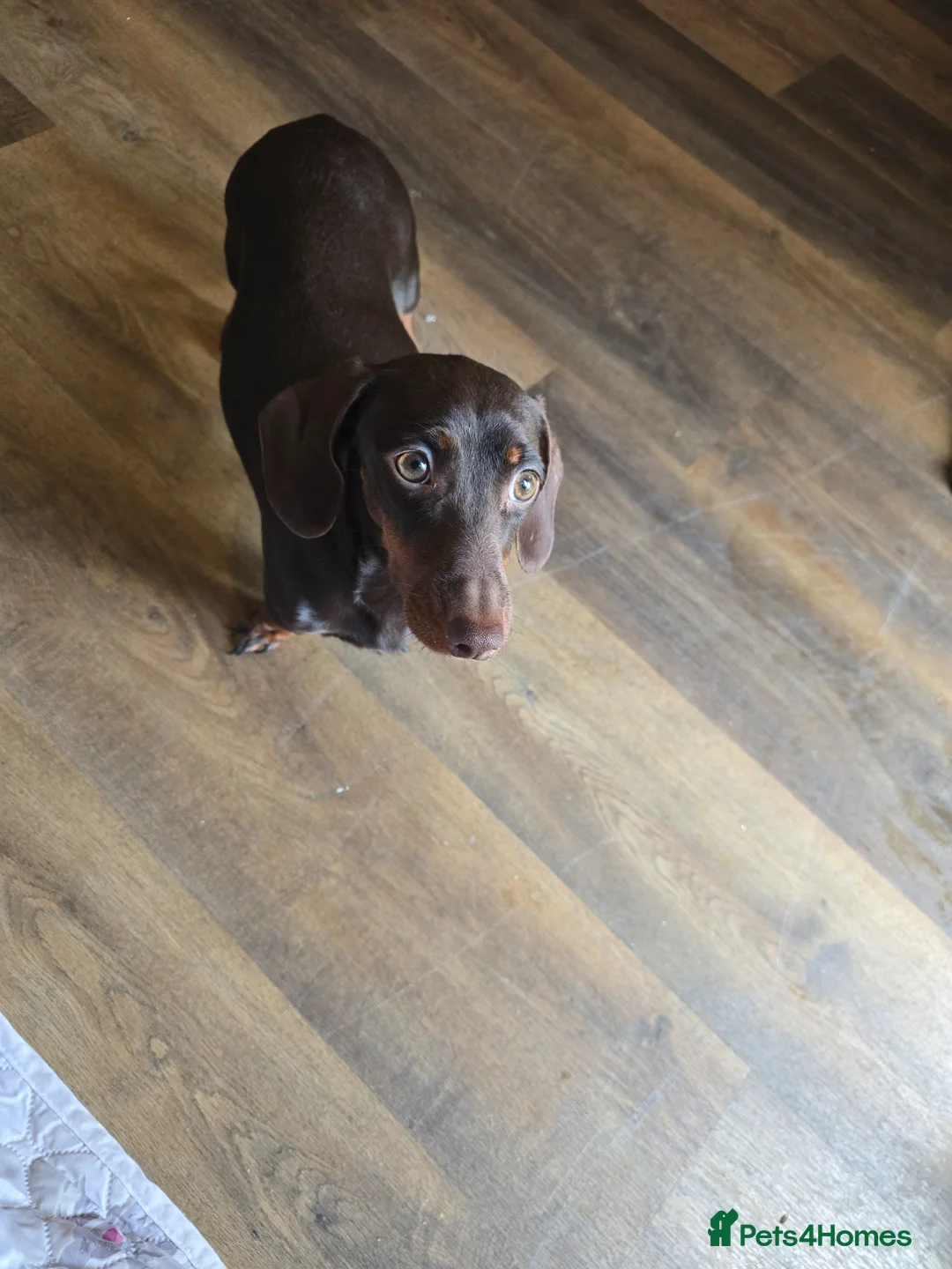 Miniature Dachshund dogs for sale: Miniature dachshund puppies  in Loughborough - Advert 1