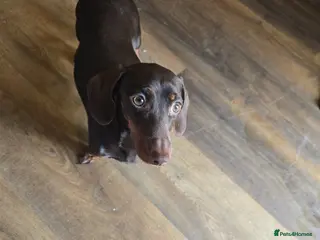 Miniature Dachshund dogs Miniature dachshund puppies - Advert 5