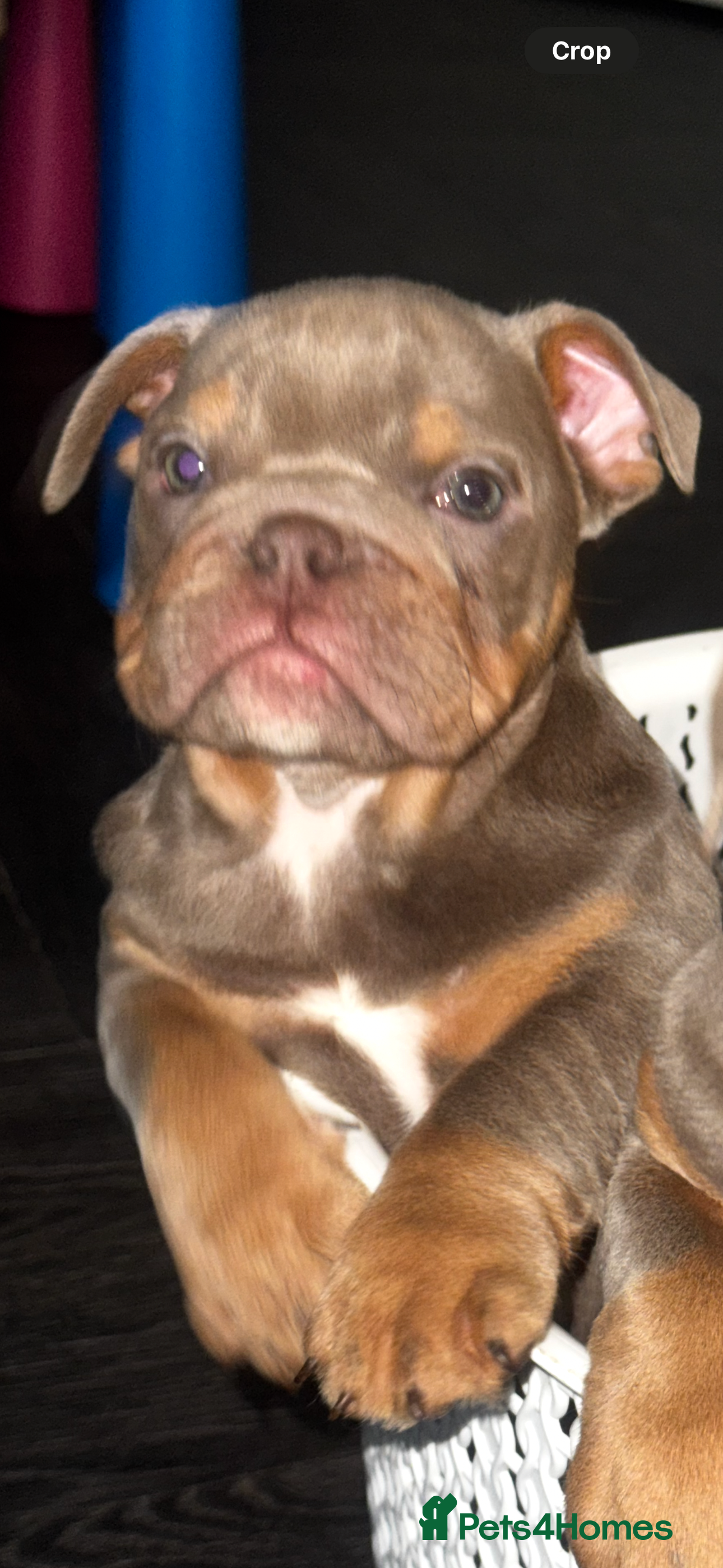 English Bulldog dogs 2 Lilac Tri english bulldogs - Advert 1