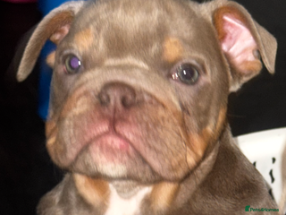 English Bulldog dogs 2 Lilac Tri english bulldogs - Advert 3