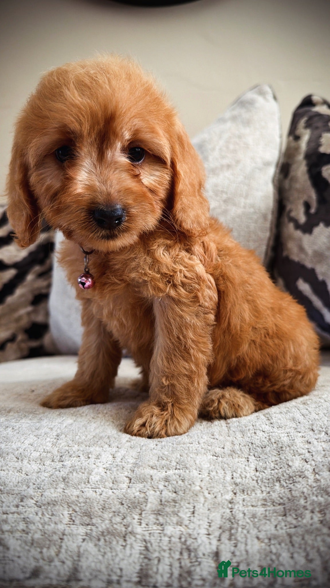 Cockapoo dogs Amazing red cockapoos  - Advert 1