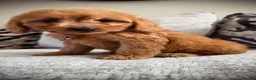 Cockapoo dogs for sale: Amazing red cockapoos  - Advert 1