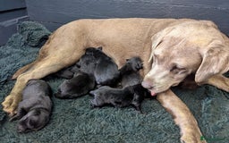 Labrador Retriever dogs for sale: 4 Health checked  Labrador pups  - Image 2