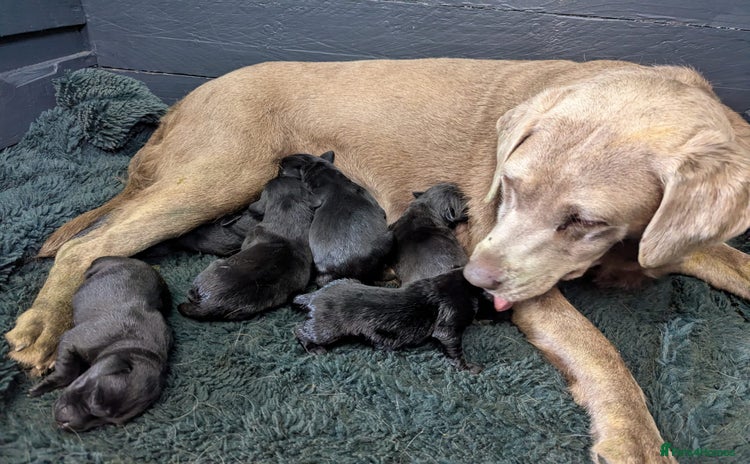 Labrador Retriever dogs - Advert 6
