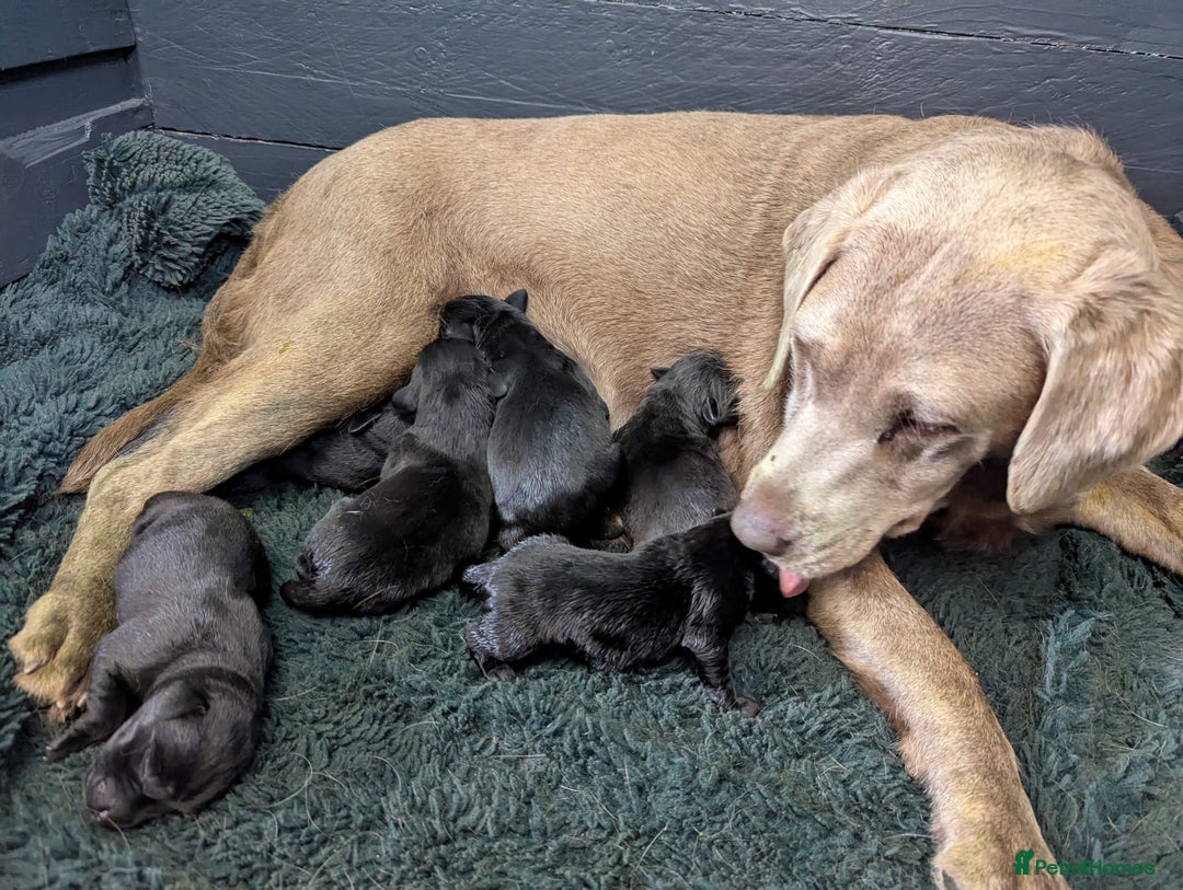 Labrador Retriever dogs for sale: 4 Health checked  Labrador pups  - Image 2