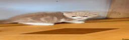 British Shorthair cats for sale: British Shorthair kittens - Advert 13