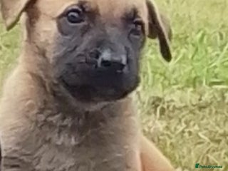 Mixed Breed dogs - Advert 5