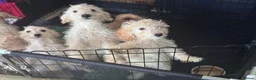 Cockapoo dogs for sale: 12 week old cockapoo puppies - Advert 8