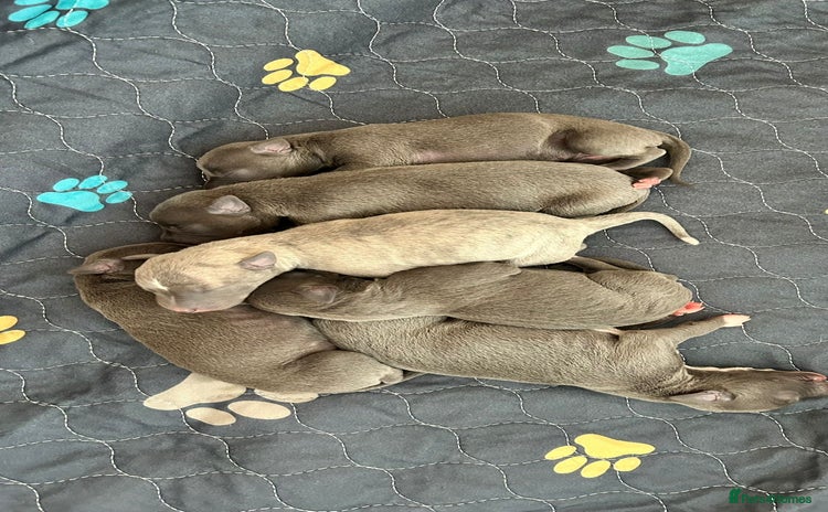 Whippet dogs - Advert 2
