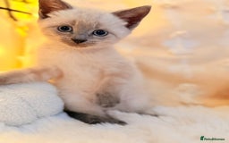 Mixed Breed cats for sale: 7 Floofy kittens looking for forever homes..  - Image 11
