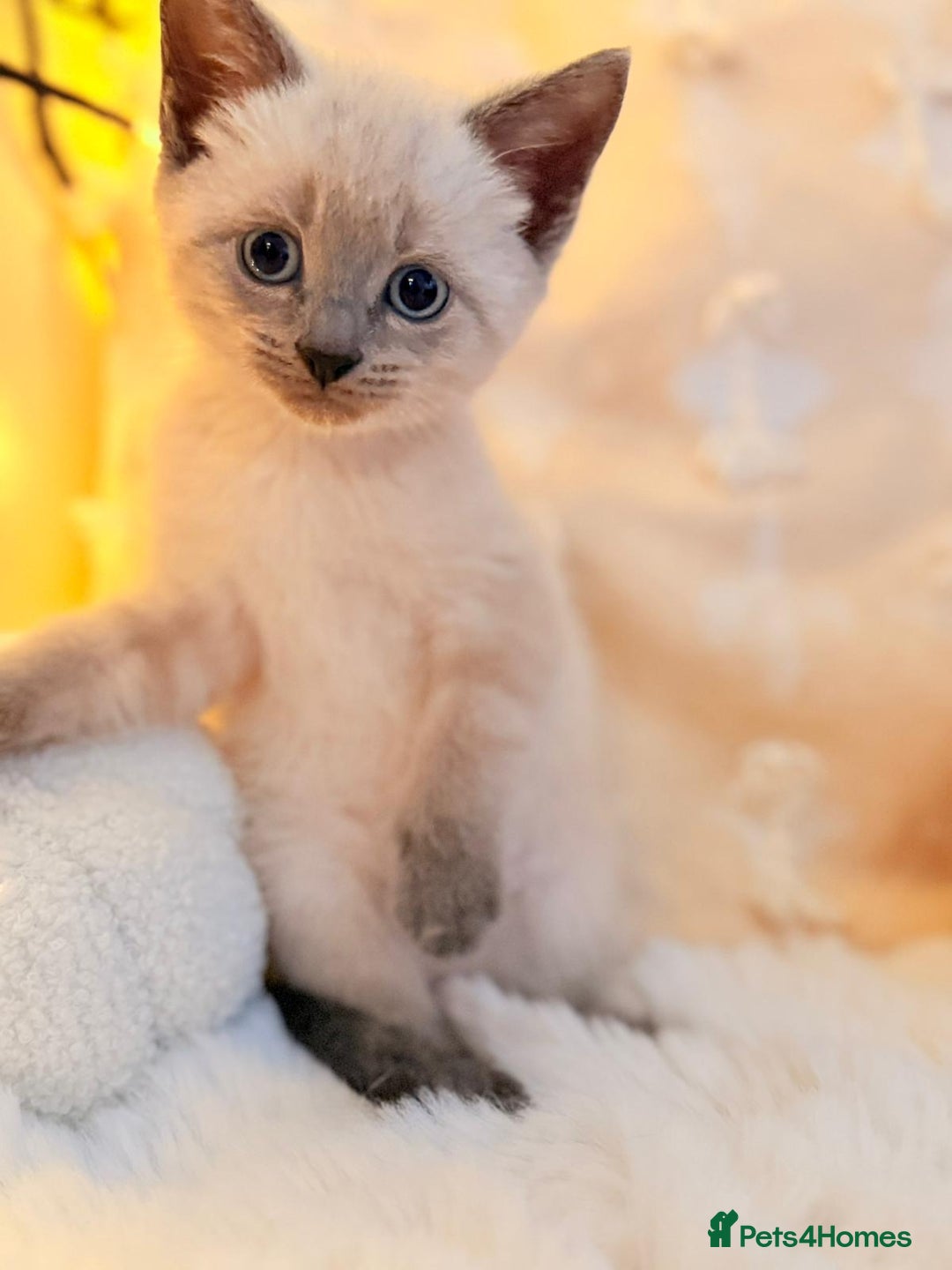 Mixed Breed cats for sale: 7 Floofy kittens looking for forever homes..  - Image 11