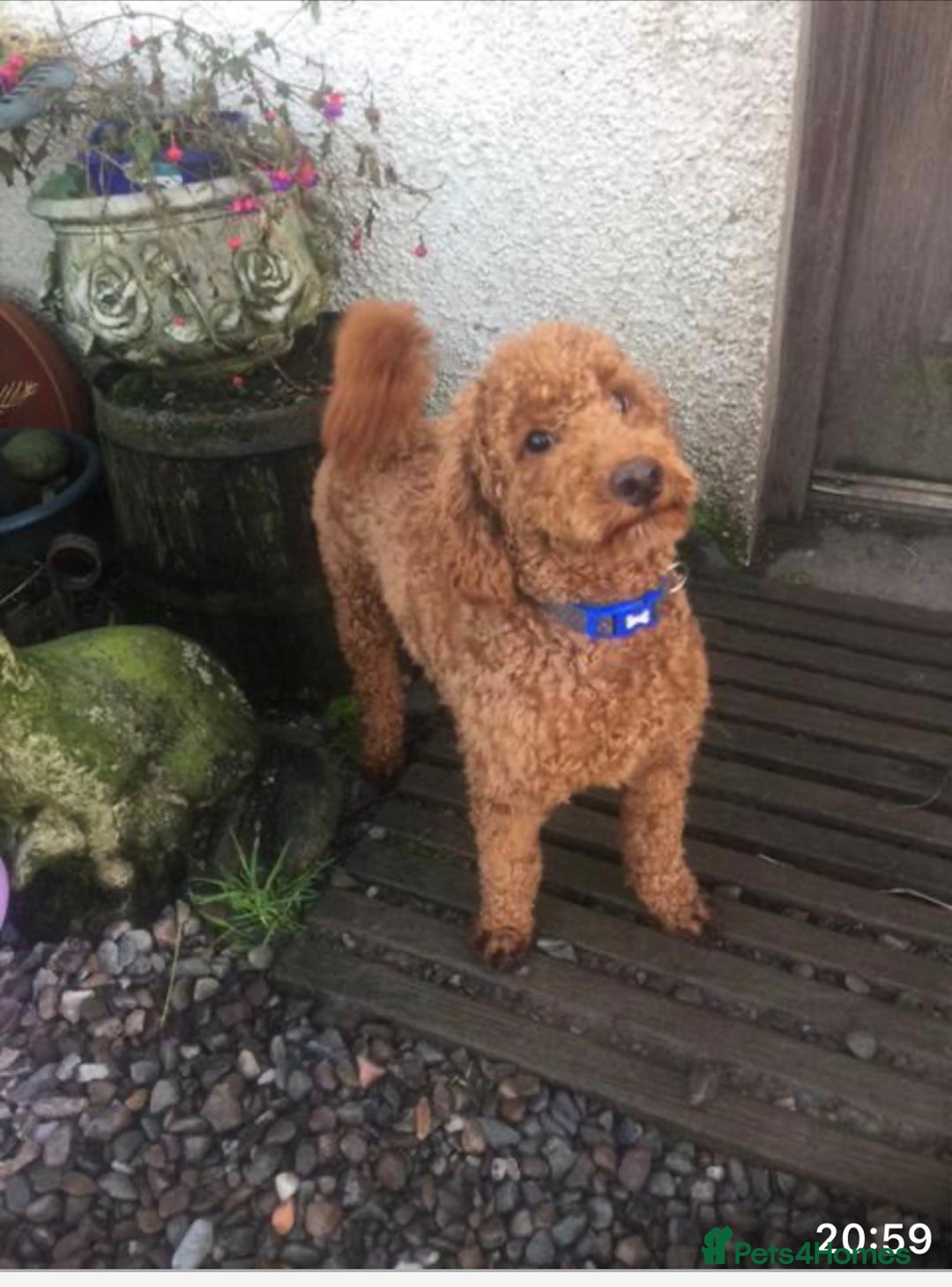 Labradoodle dogs for sale: Miniature Labradoodle - Advert 3