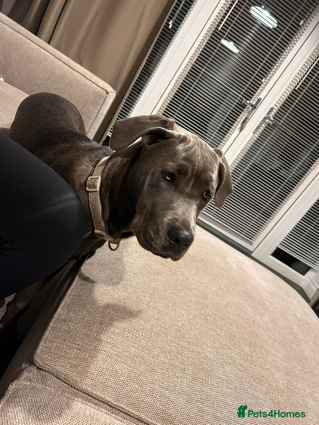 Cane Corso dogs for sale: Blue Cane Corso 6 Months old - Image 4