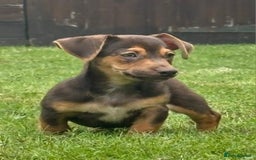 Jack Russell dogs for sale: rare coloured jack russel terriers - Image 8