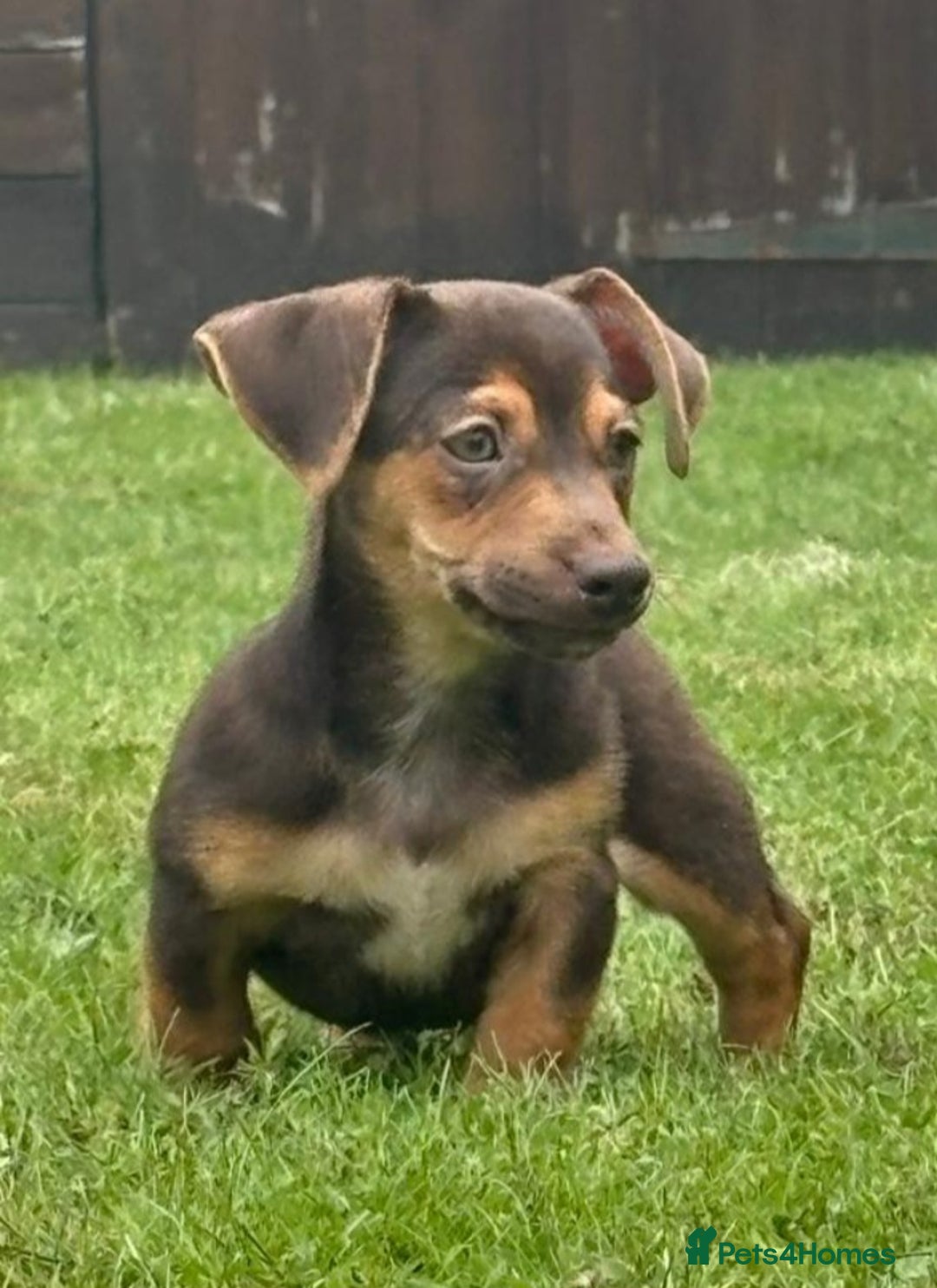 Jack Russell dogs for sale: rare coloured jack russel terriers - Image 8