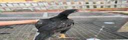 Mixed Breed poultry for sale: BrazillianXGerman O shamo - Advert 11