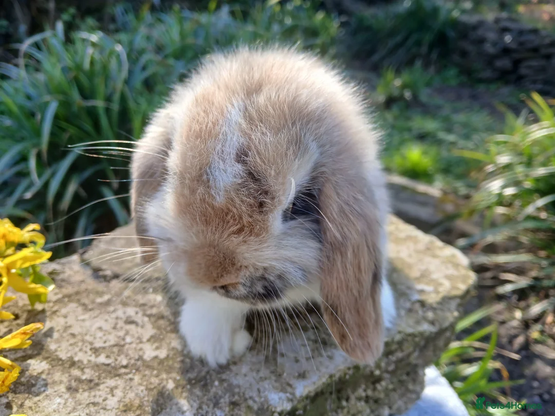 Mini Lop rabbits for sale: Stunning mini lop male baby rabbit  - Advert 1